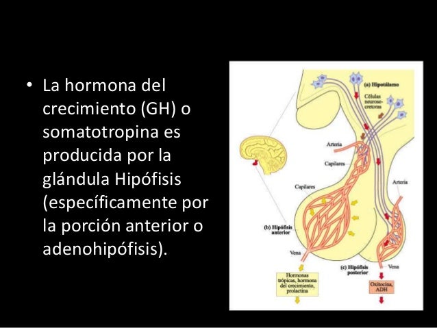 hormona del crecimiento somatotropina